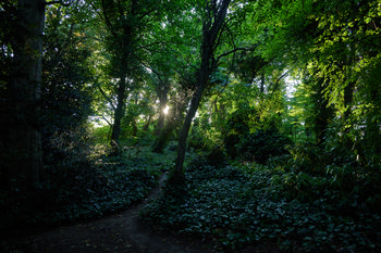 Summer woods This landscape photograph, taken in the early evening during the summer, captures a dense area of woods in Tapton Park, located in the United Kingdom. The primary subject is the summer woods, with sunlight filtering through the canopy of mature trees and illuminating rich green foliage on the forest floor. The scene showcases the natural beauty and tranquility of the park, highlighting the lush vegetation characteristic of summer in this part of the United Kingdom. The photograph emphasizes the harmonious interplay of light and shadow, which is typical of woods in the evening hours, and illustrates the diversity and abundance of nature in Tapton Park.